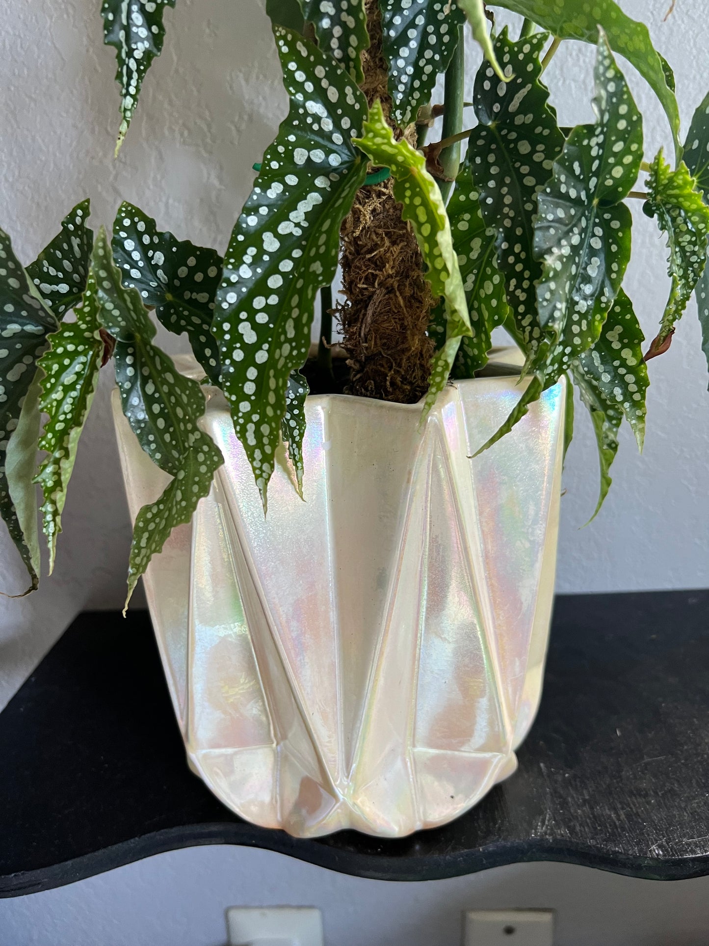 Angel wing begonia in pearl planter