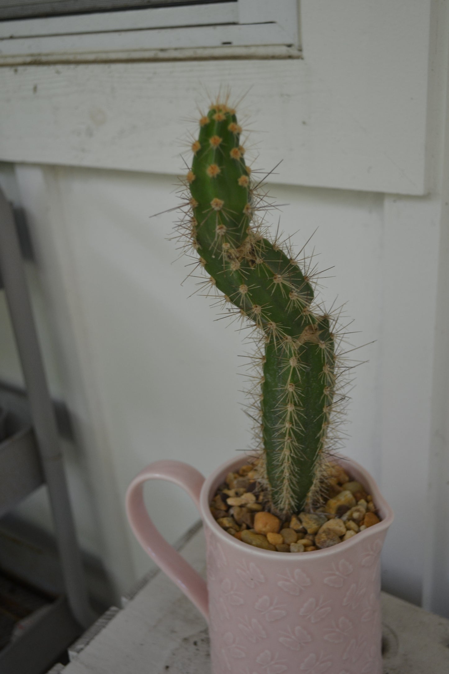 Organ pipe cactus in ceramic butterfly pitcher