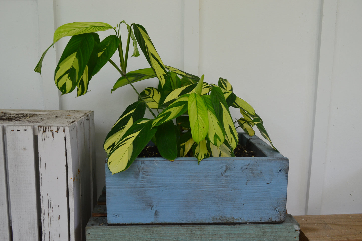 Calathea Lubbersii in handmade wooden planter