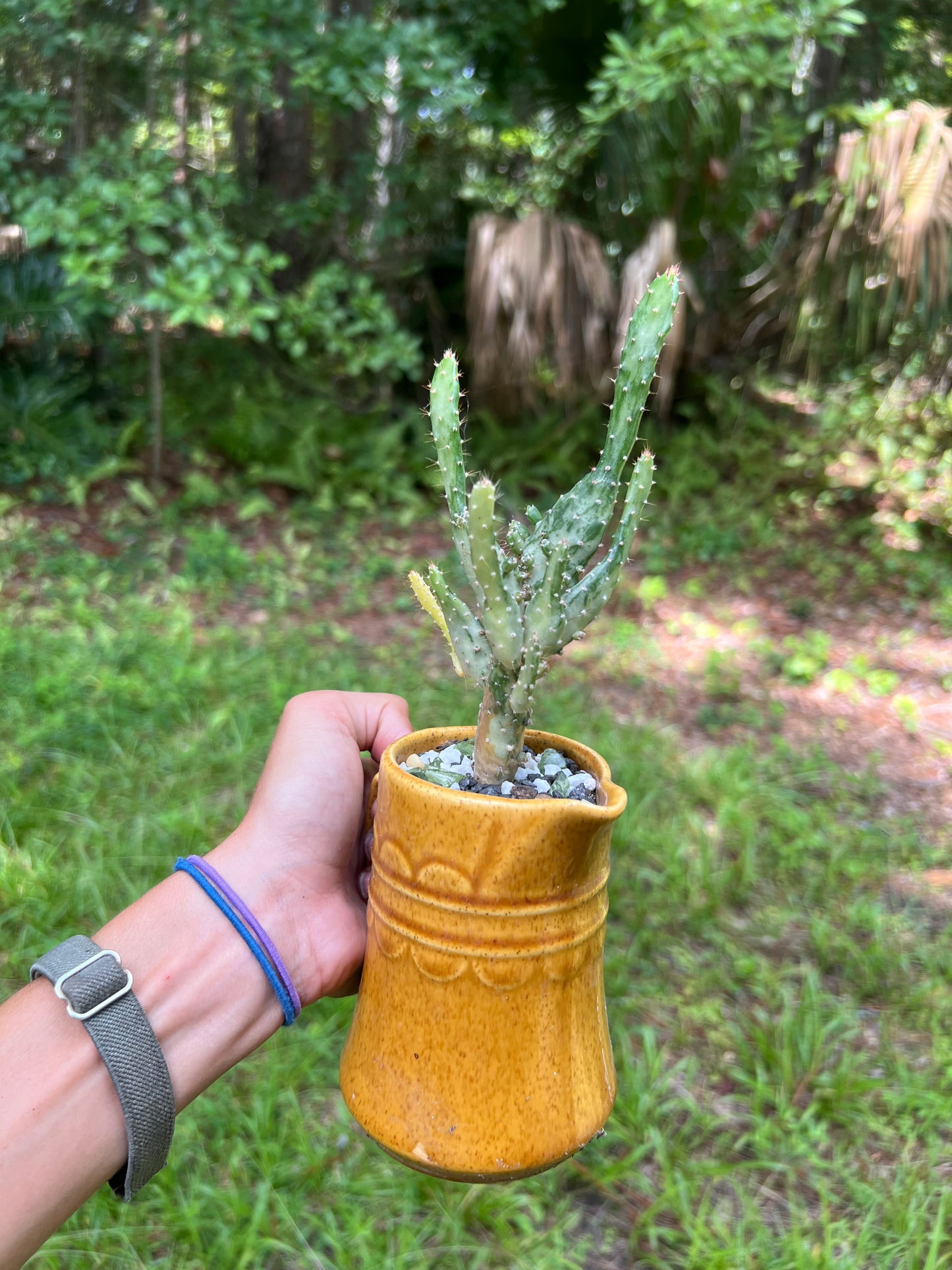 Variegated opuntia in vintage cup