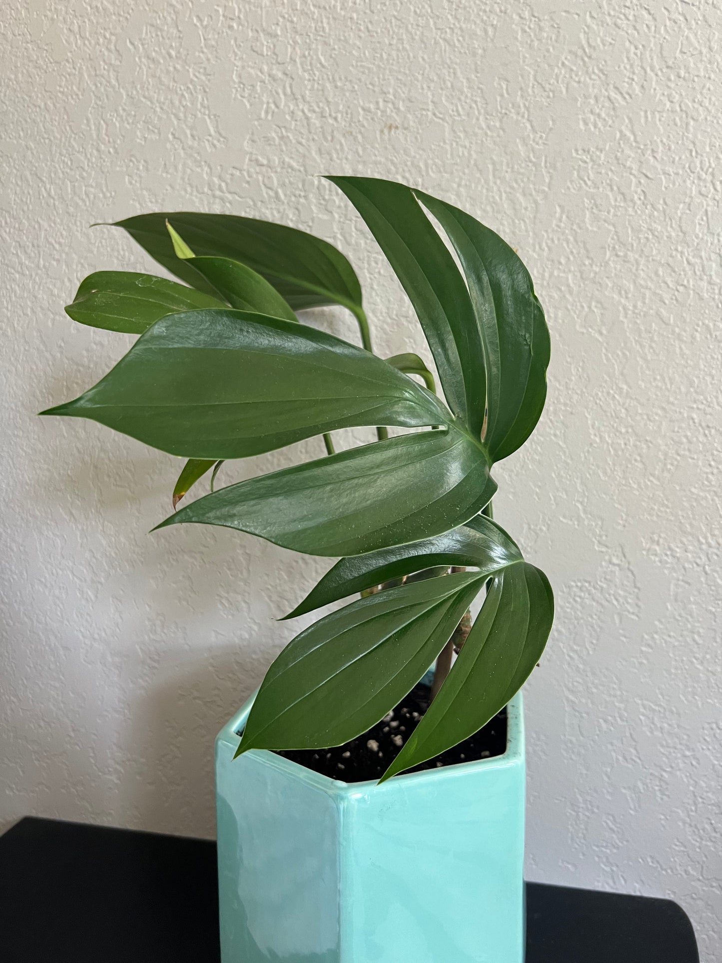 rhaphidophora dragon tail