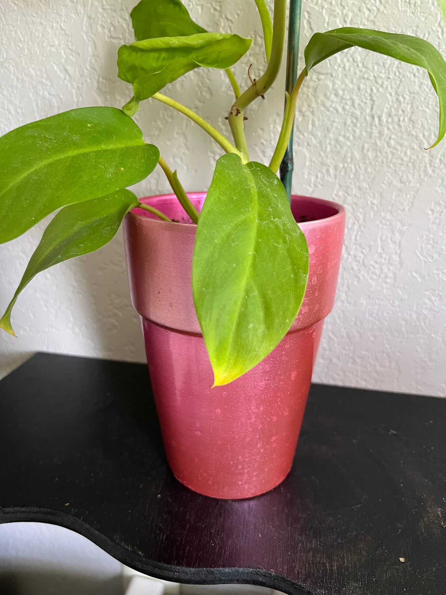 Lemon lime philodendron