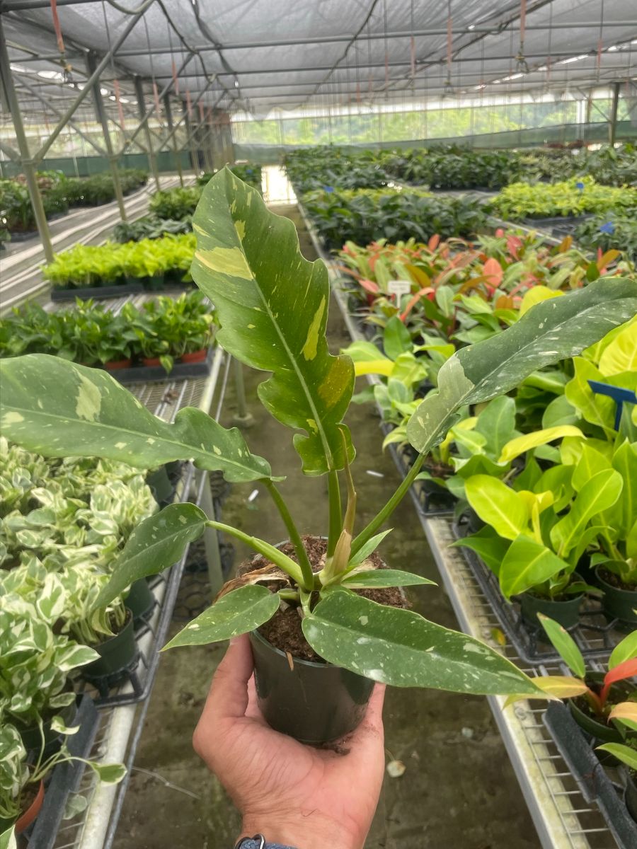 4in Philodendron "Ring of Fire" Variegated