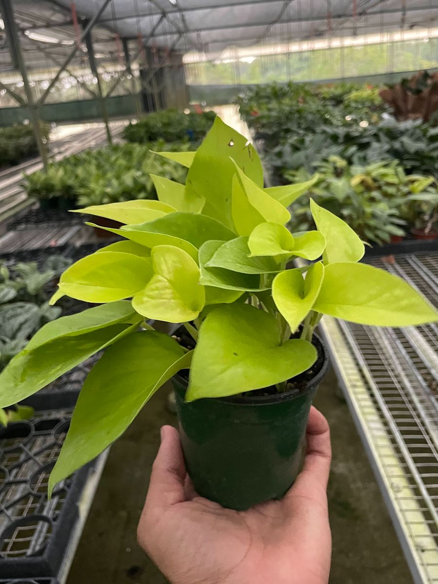 4in Pothos "Neon"