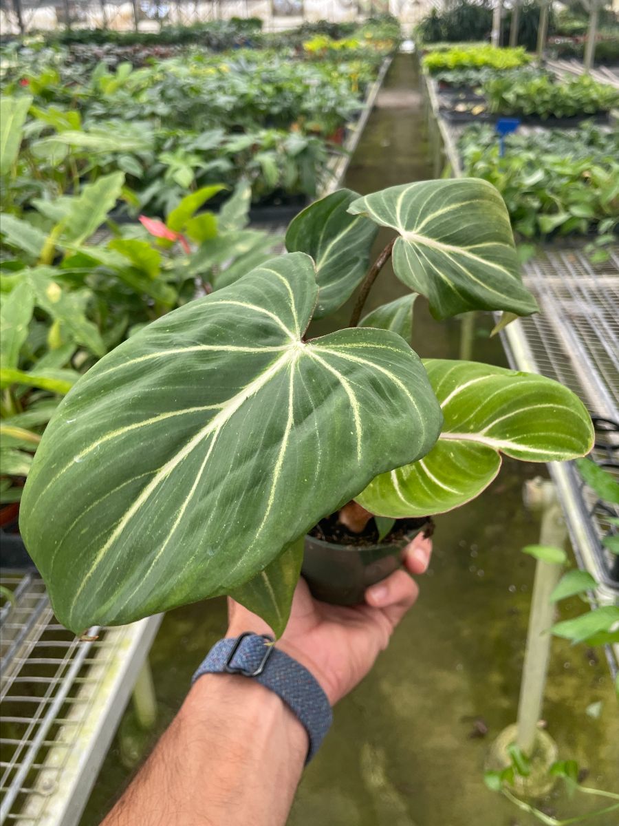 4in Philodendron Gloriosum "Zebra"