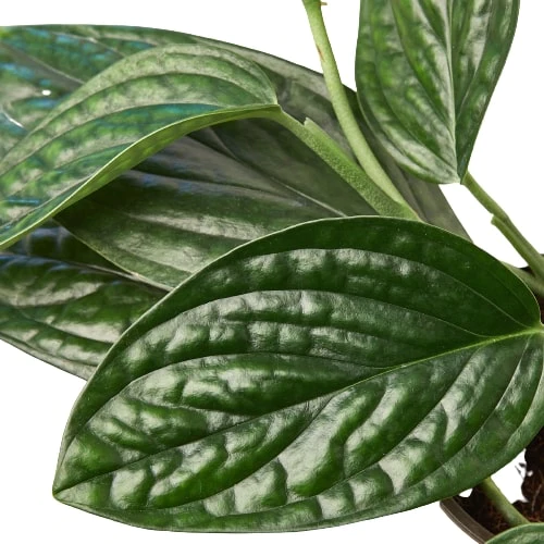 4in Monstera "Peru"