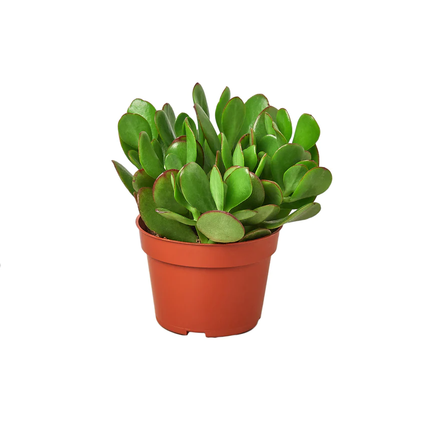 4in Succulent Crassula "Jade"