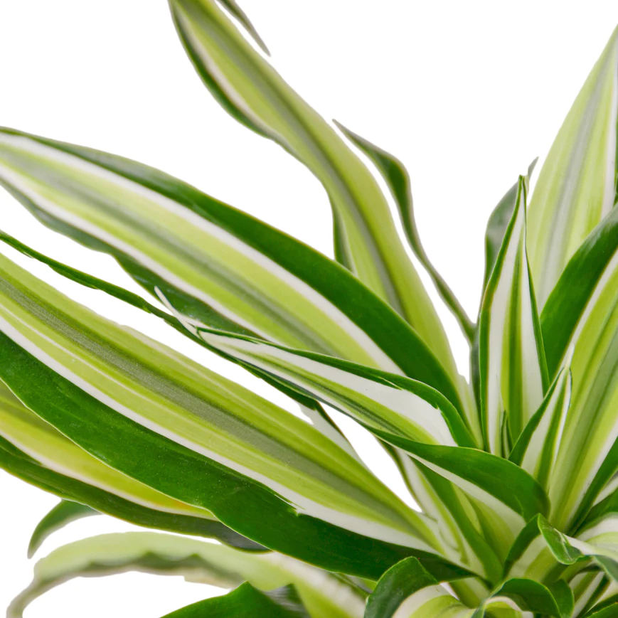 4in Dracaena "Malaika"