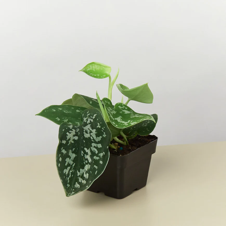 3in Pothos "Satin"