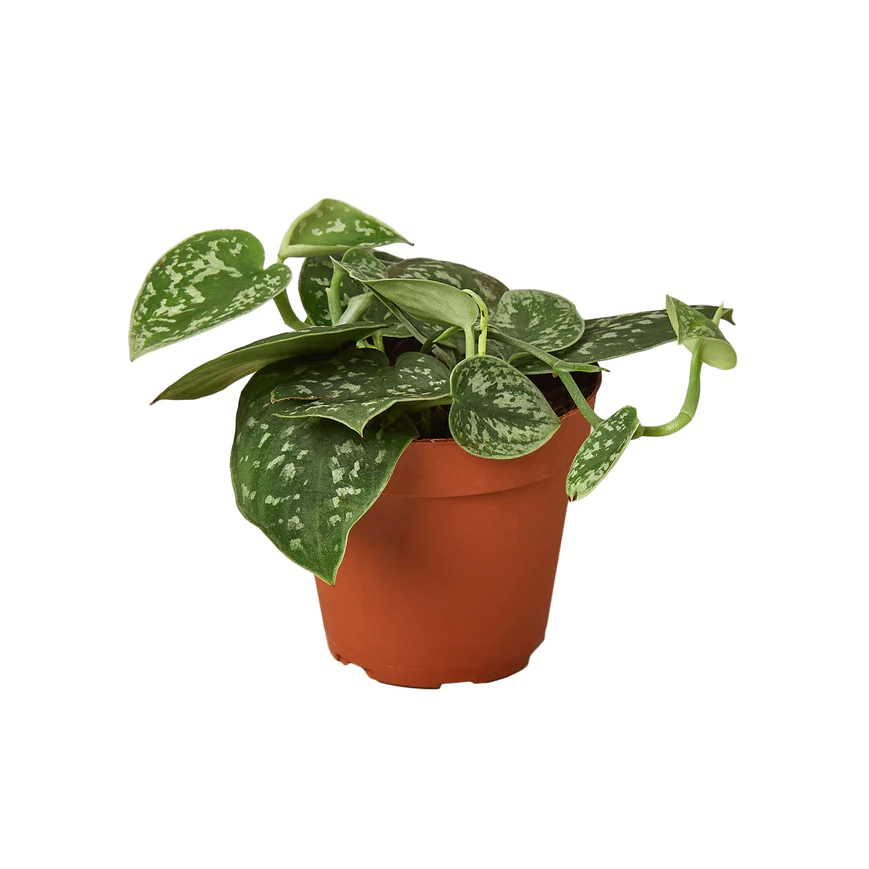 4in Pothos "Satin"