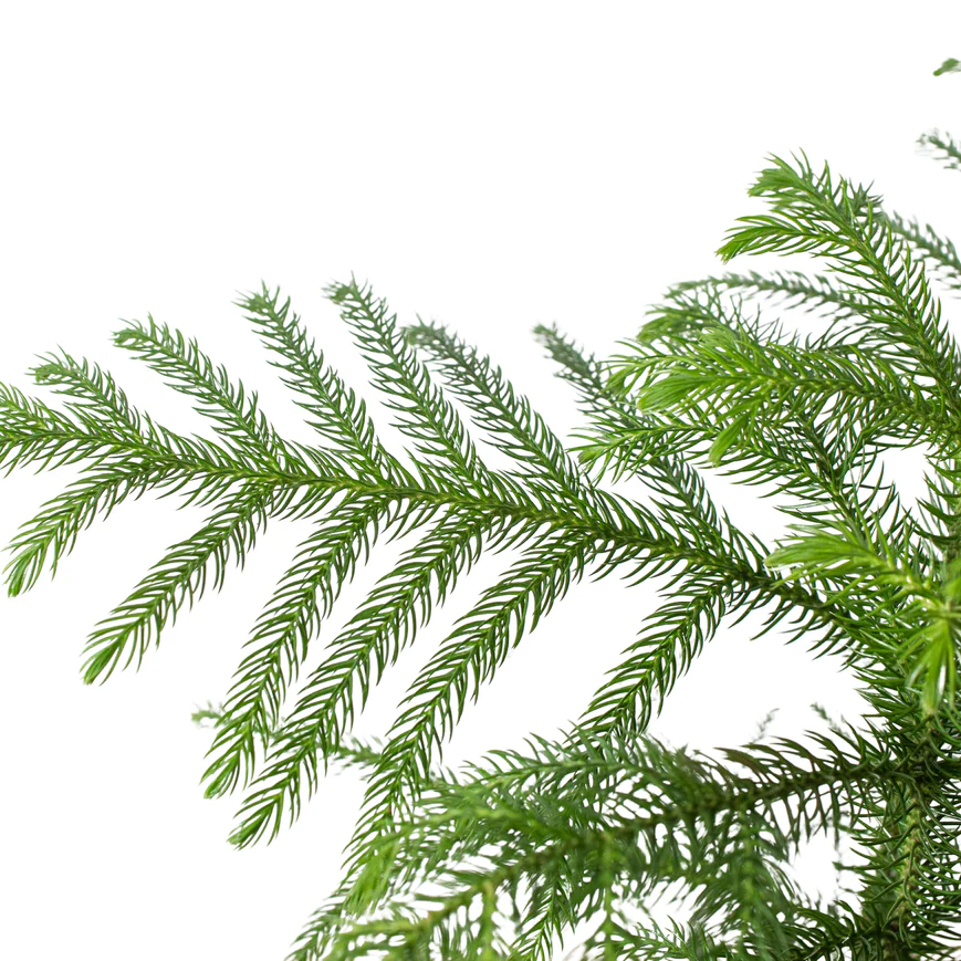 8in Norfolk Island Pine