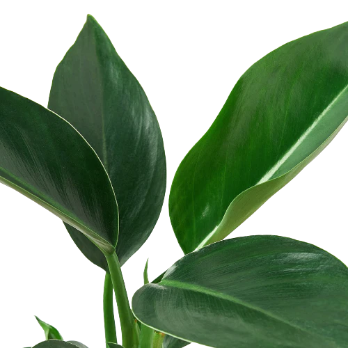 4in Philodendron "Congo Green"