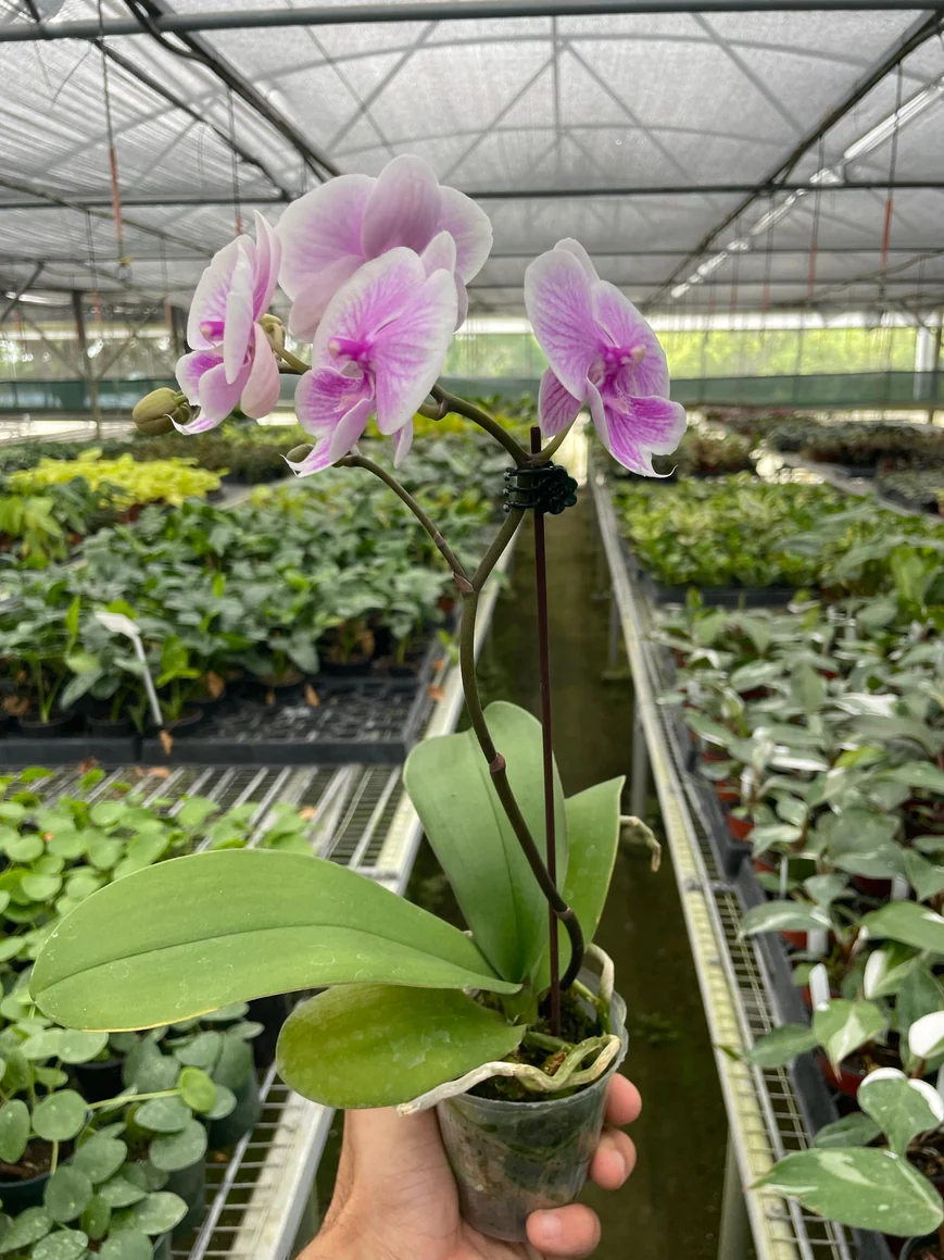 3in Orchid 'Light Pink Phalaenopsis'