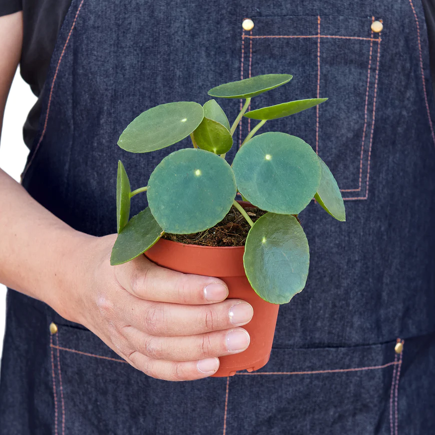 4in Pilea Peperomioides "Chinese Money"
