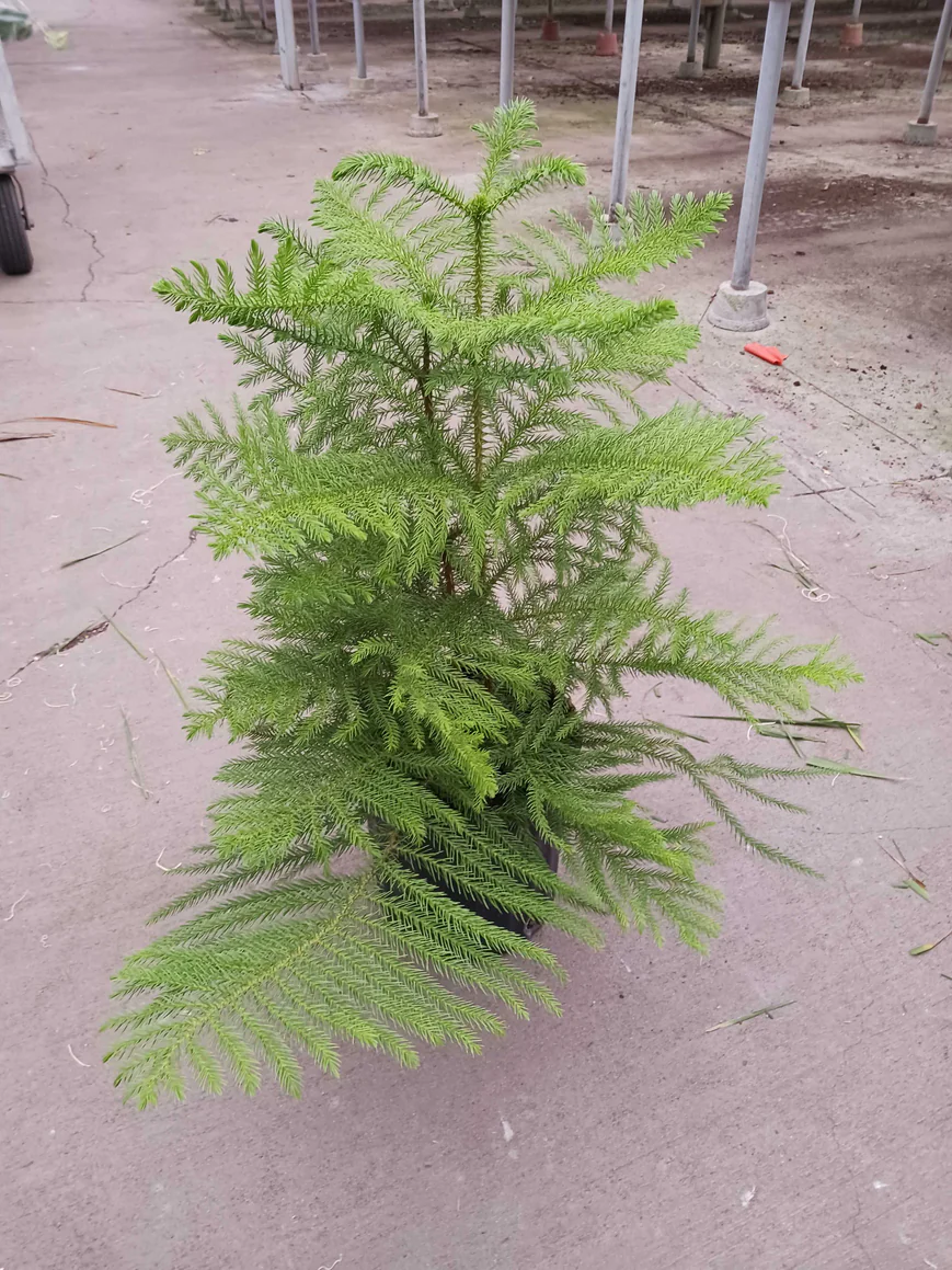 8in Norfolk Island Pine