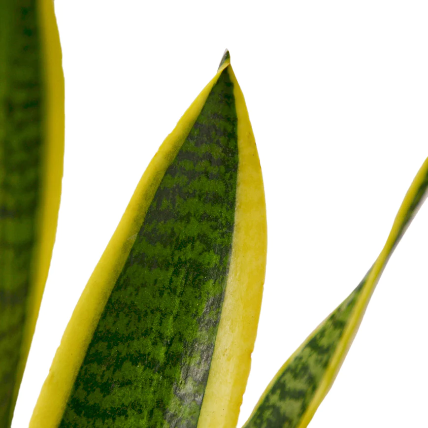4in Snake Plant "Laurentii"