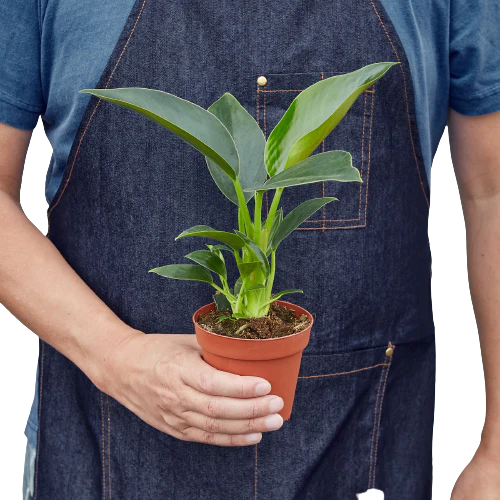 4in Philodendron "Congo Green"