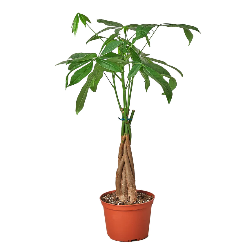 4in Money Tree 'Guiana Chestnut' Pachira Braid
