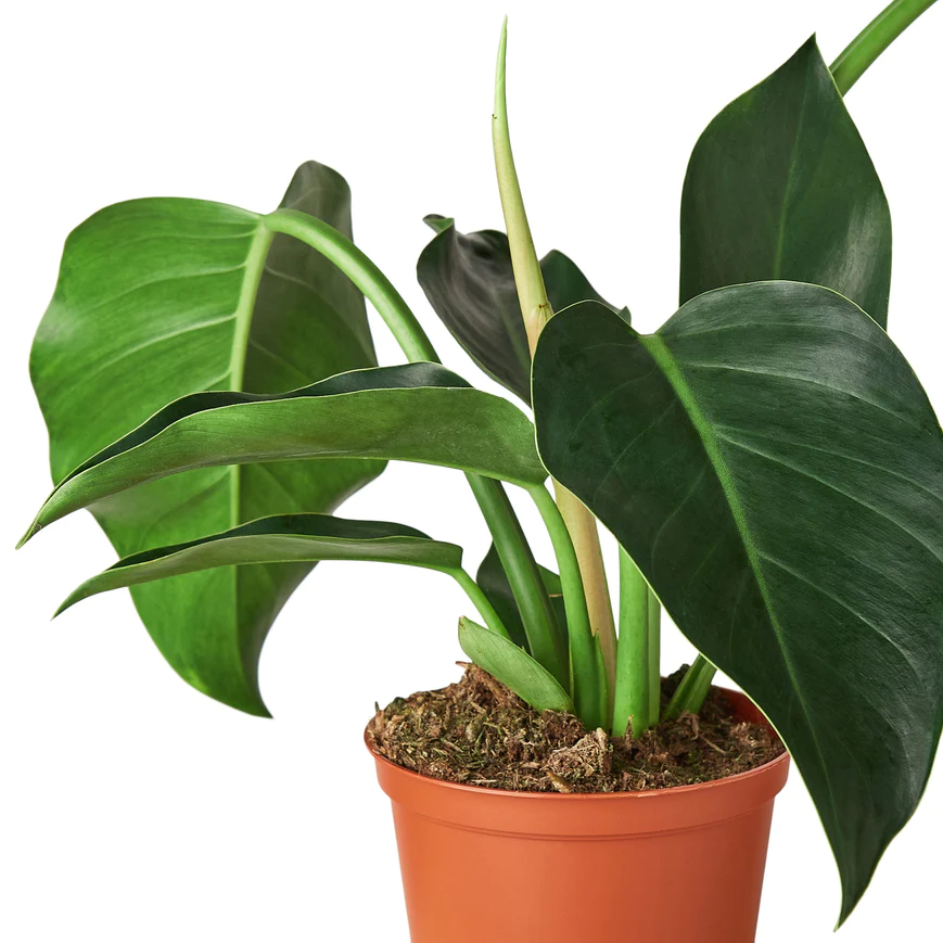 4in Philodendron "Congo Green"