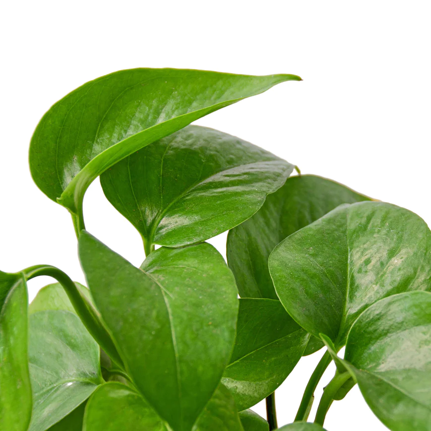 4in Pothos "Green Queen"
