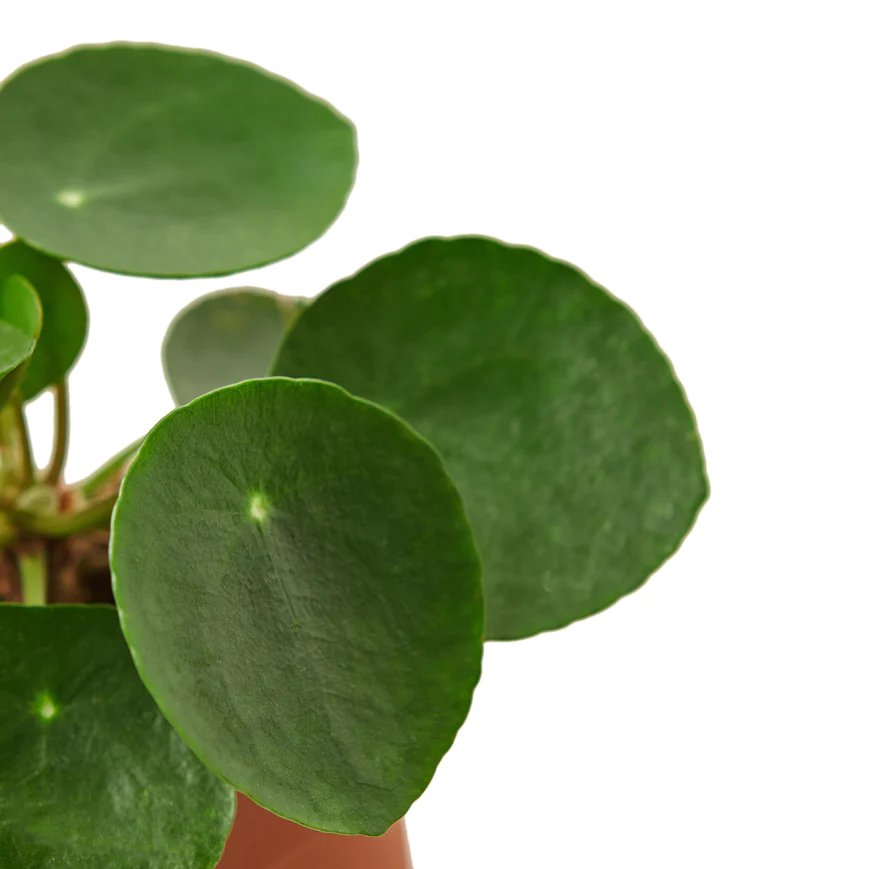 4in Pilea Peperomioides "Chinese Money"