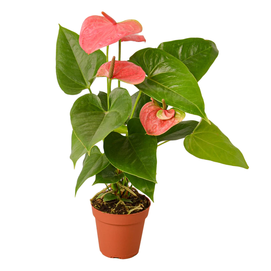 4in Anthurium "Pink"