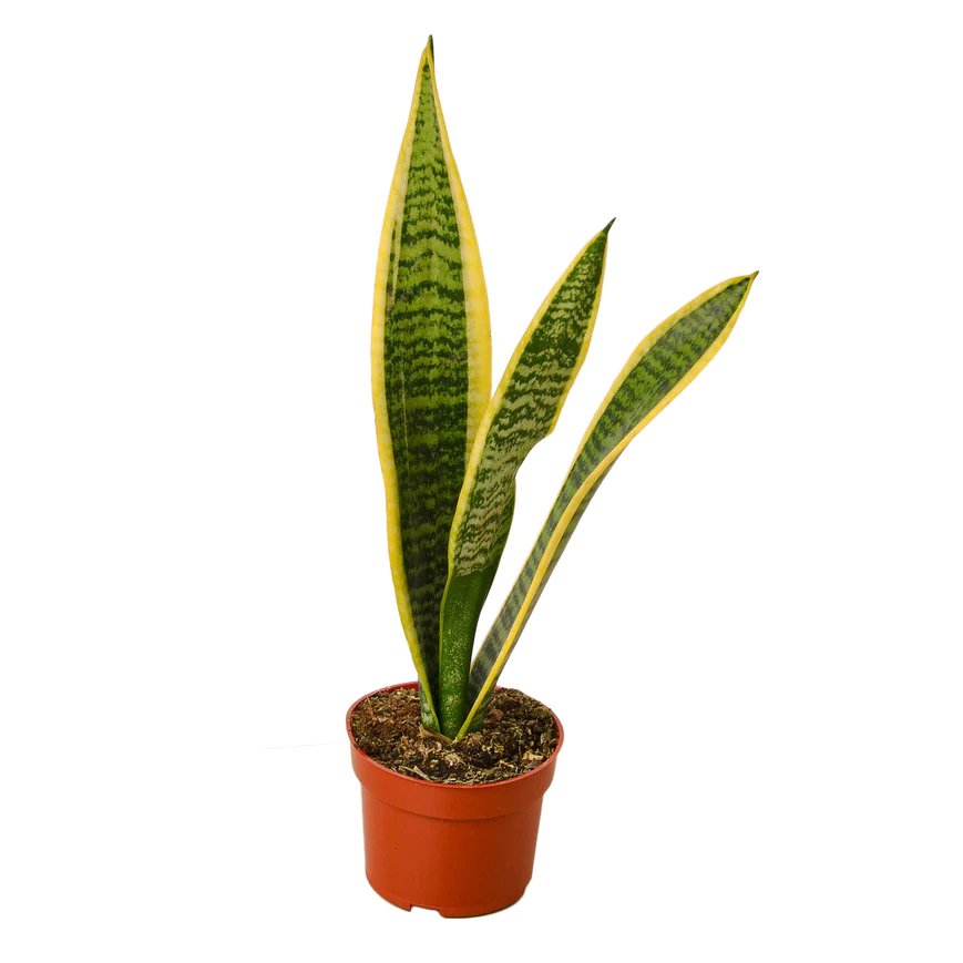 4in Snake Plant "Laurentii"