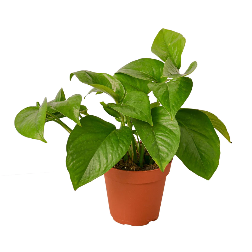 4in Pothos "Green Queen"