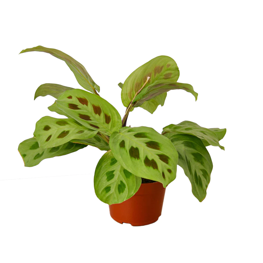 4in Maranta 'Leuconeura'