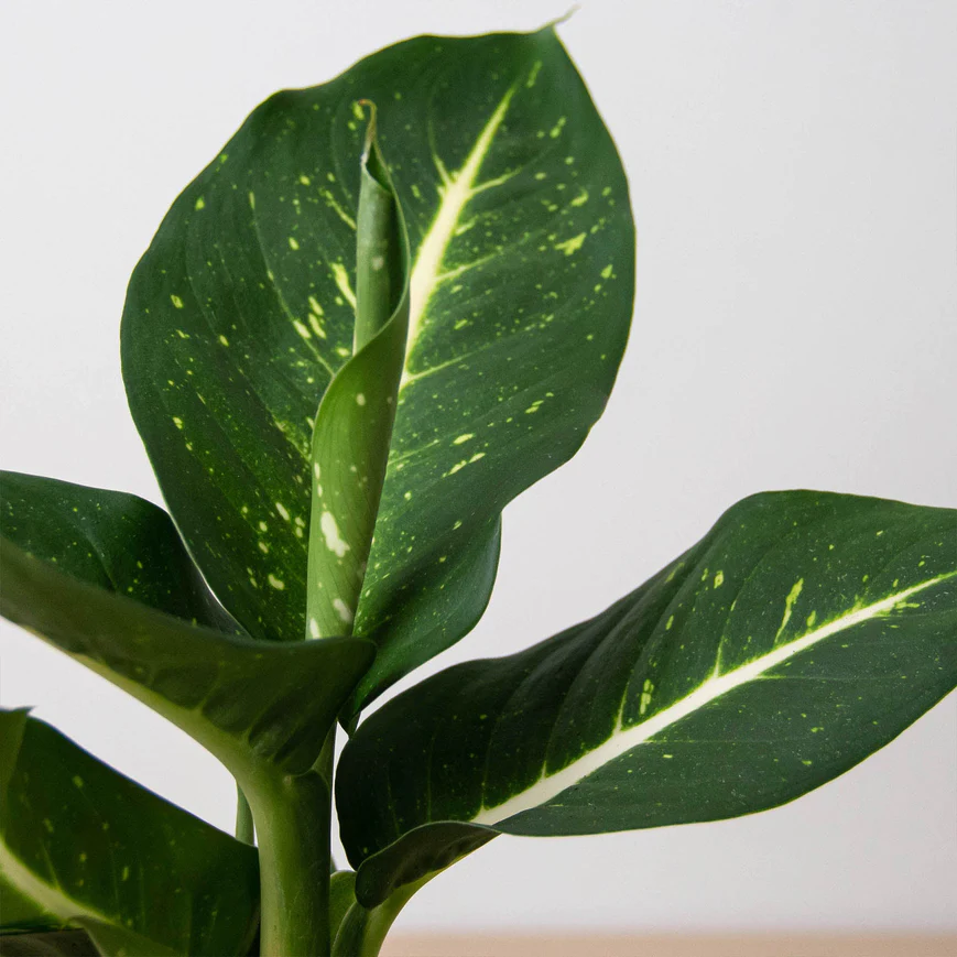 4in Dieffenbachia "Oerstedii"