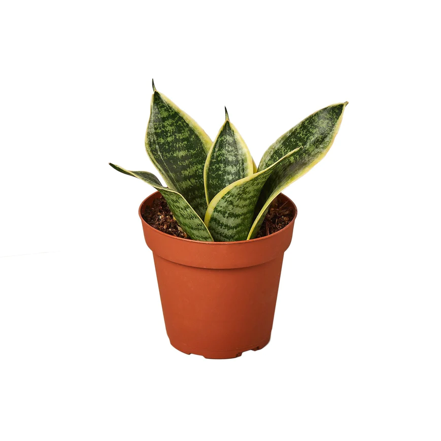 4in Snake Plant "Laurentii Dwarf"