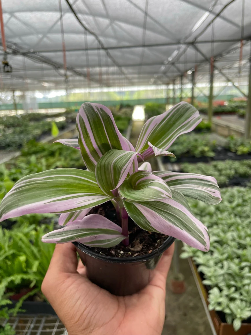 4in Tradescantia "Nanouk"