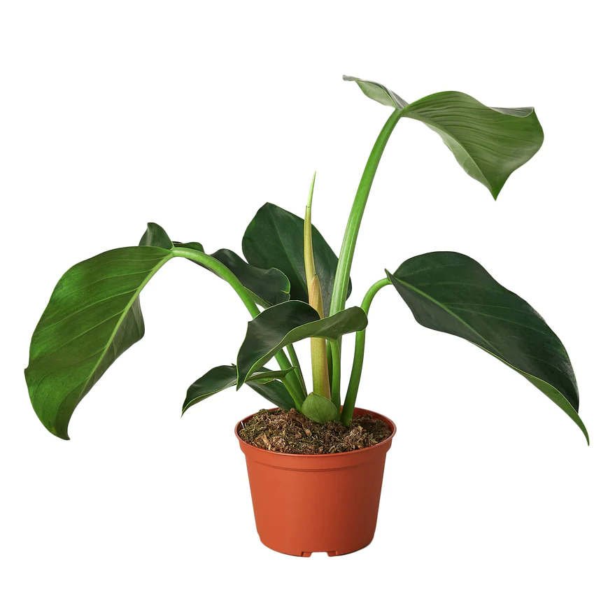4in Philodendron "Congo Green"