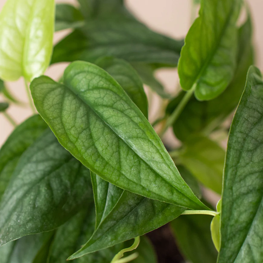 4in Monstera "Siltepcana"