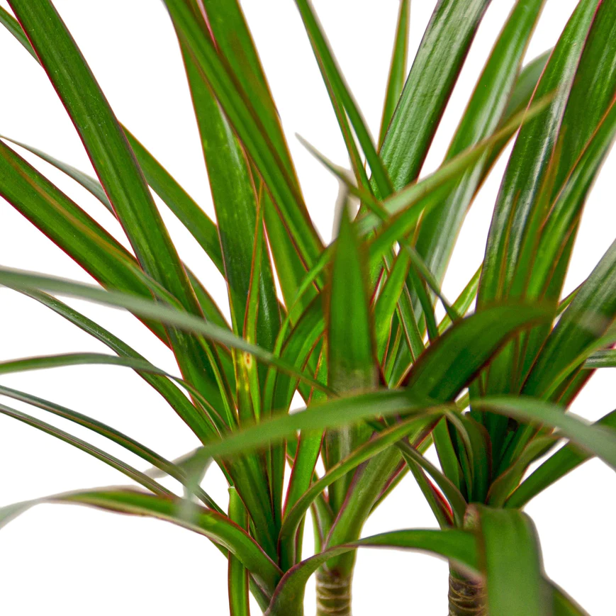 4in Dracaena "Marginata Cane"