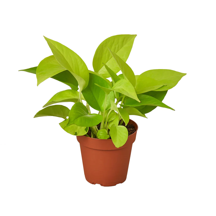 4in Pothos "Neon"