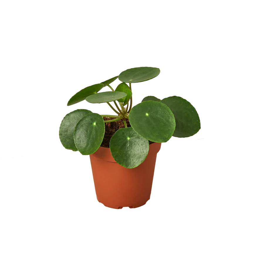 4in Pilea Peperomioides "Chinese Money"