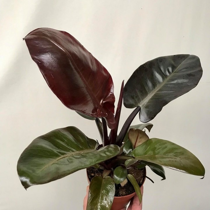 4in Philodendron "Black Cardinal"