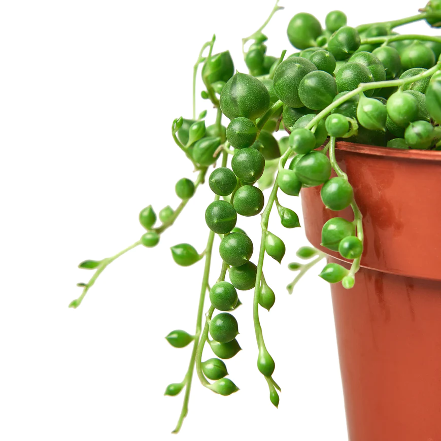 6in Succulent "String of Pearls"