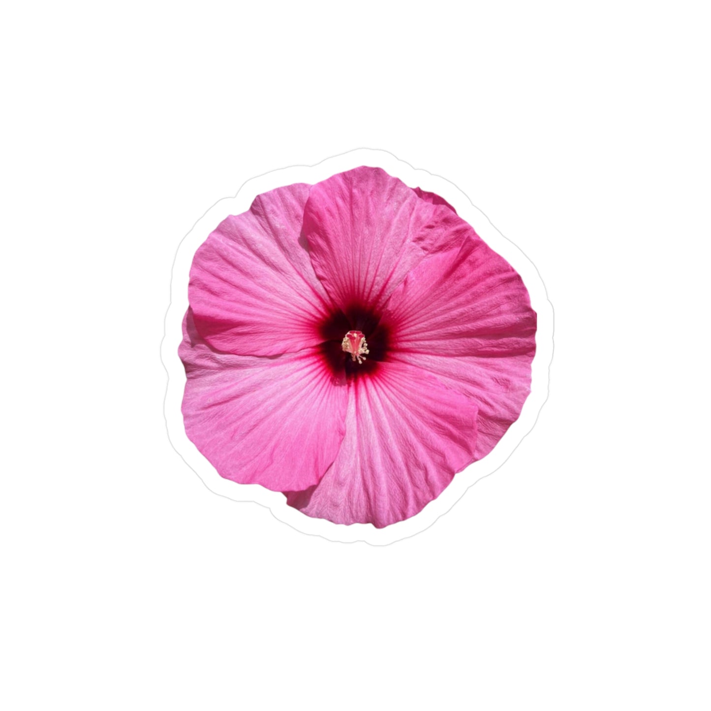 Hibisucs Vinyl Decals