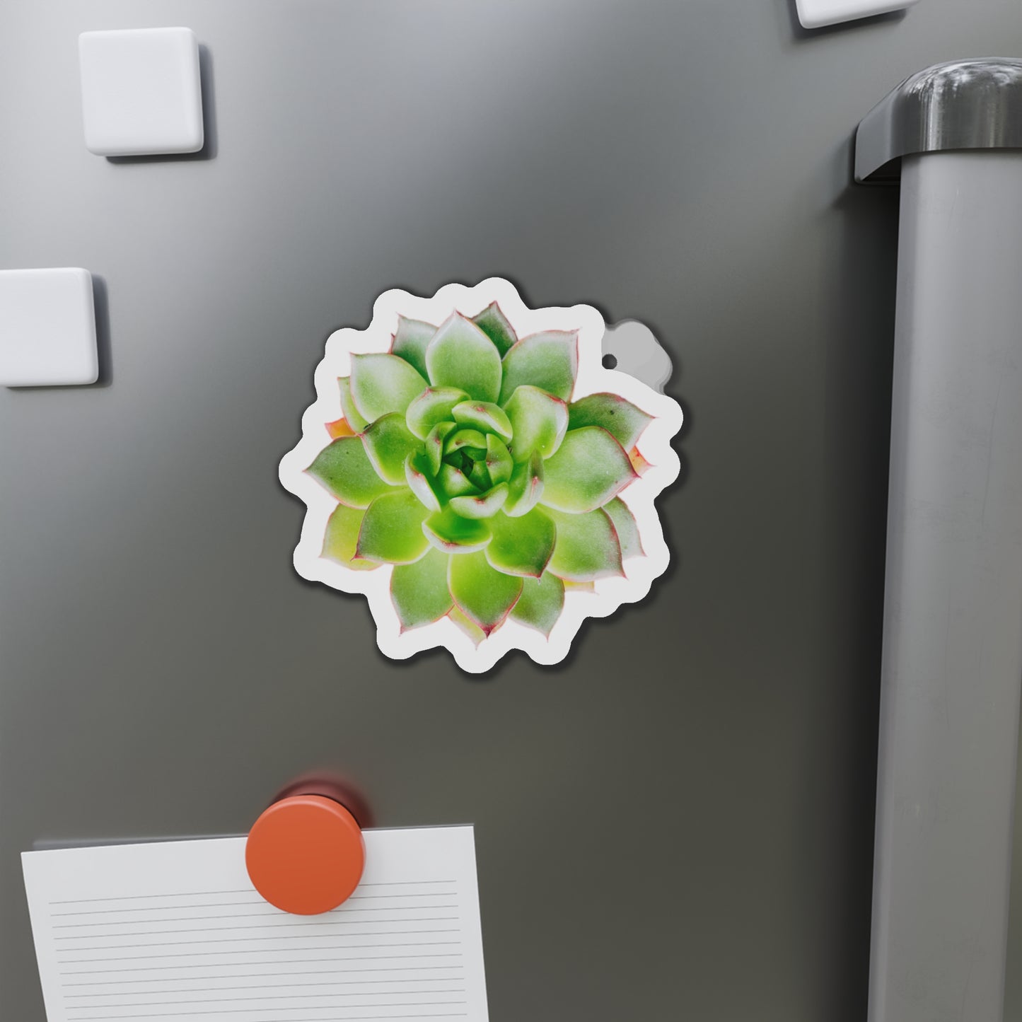 Echeveria Magnets