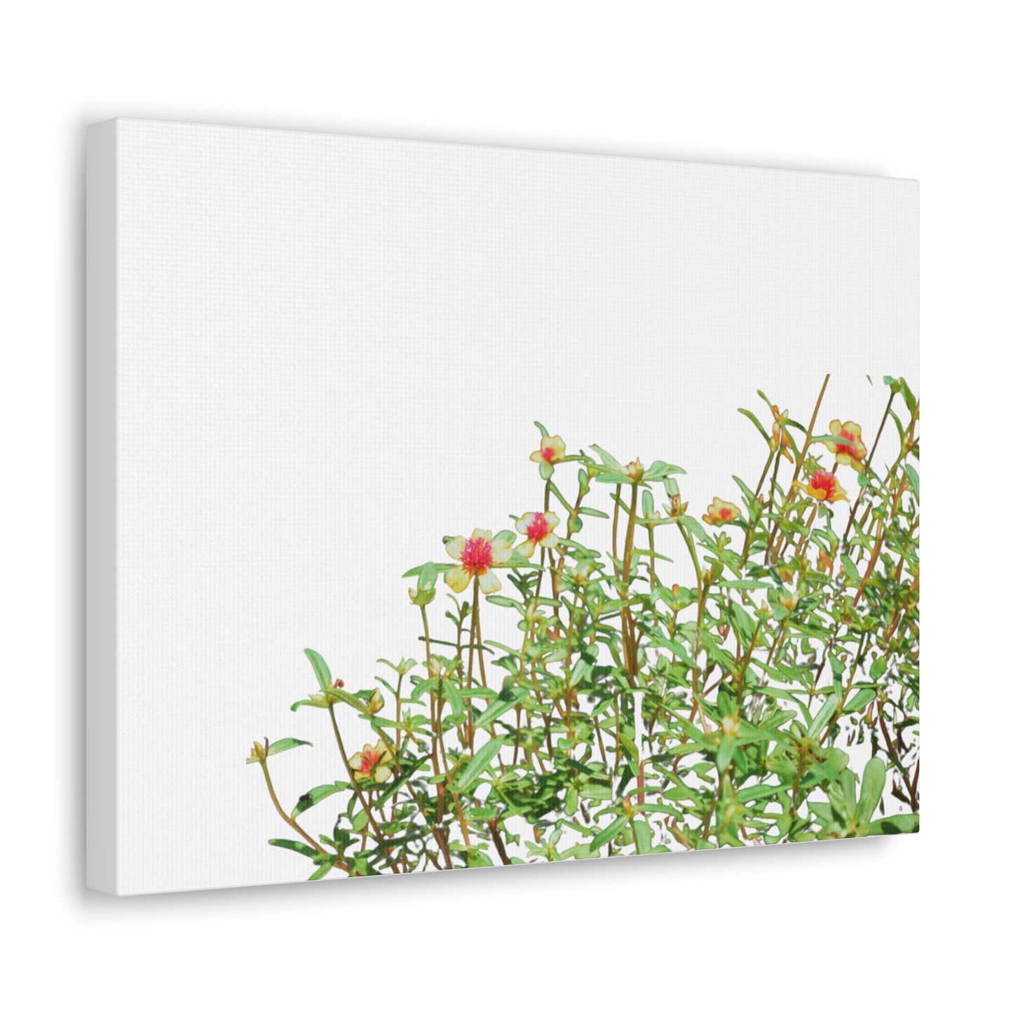 Purslane Canvas Gallery Wraps