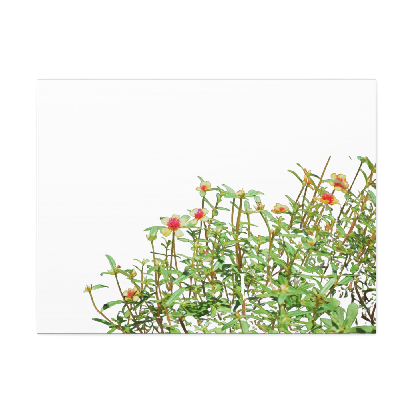 Purslane Canvas Gallery Wraps