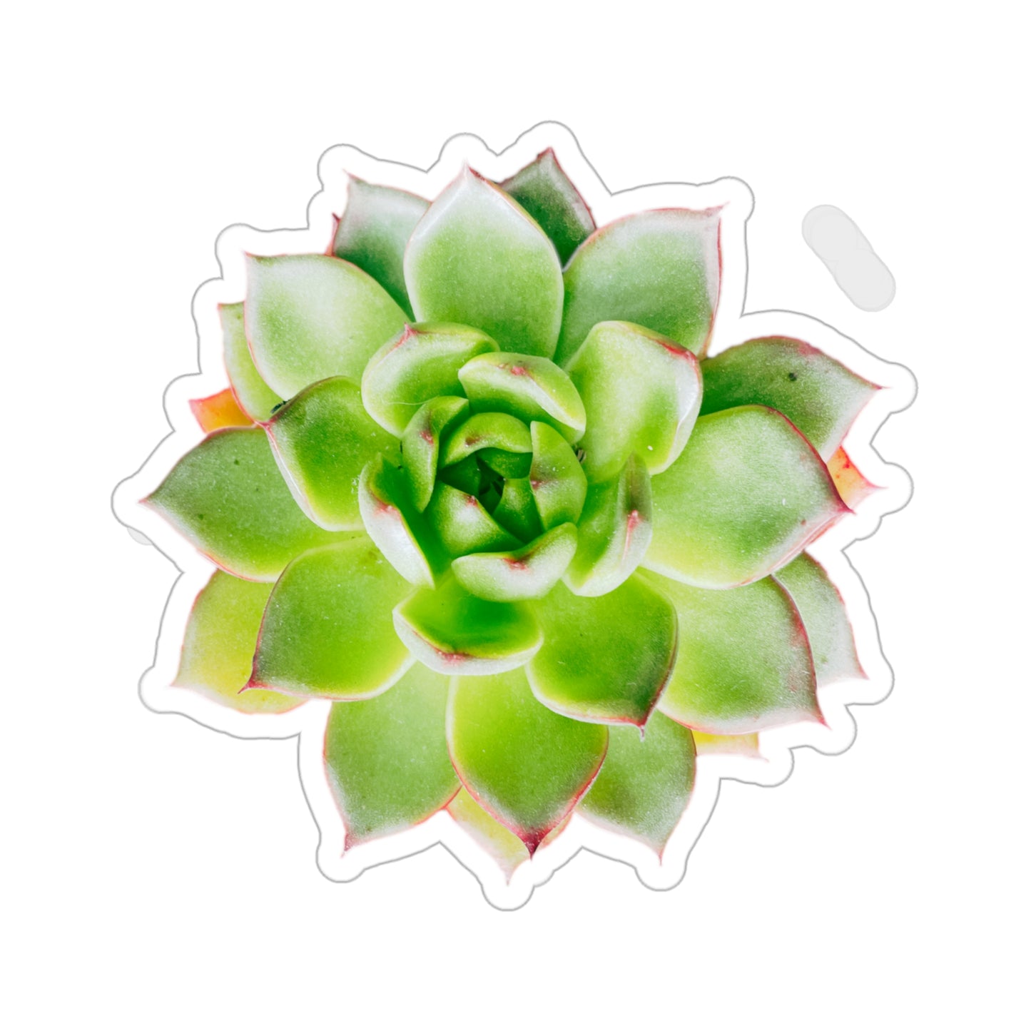 Echeveria Stickers