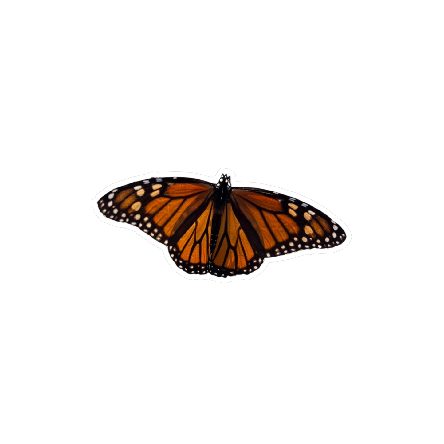 Monarch Vinyl Decals