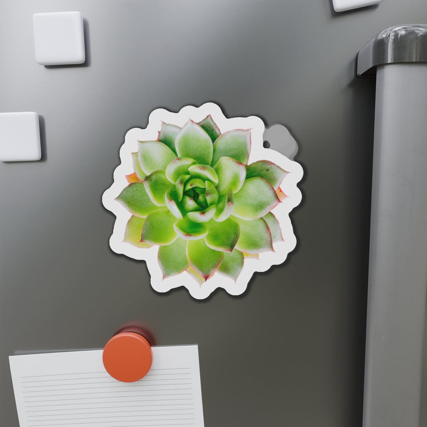Echeveria Magnets