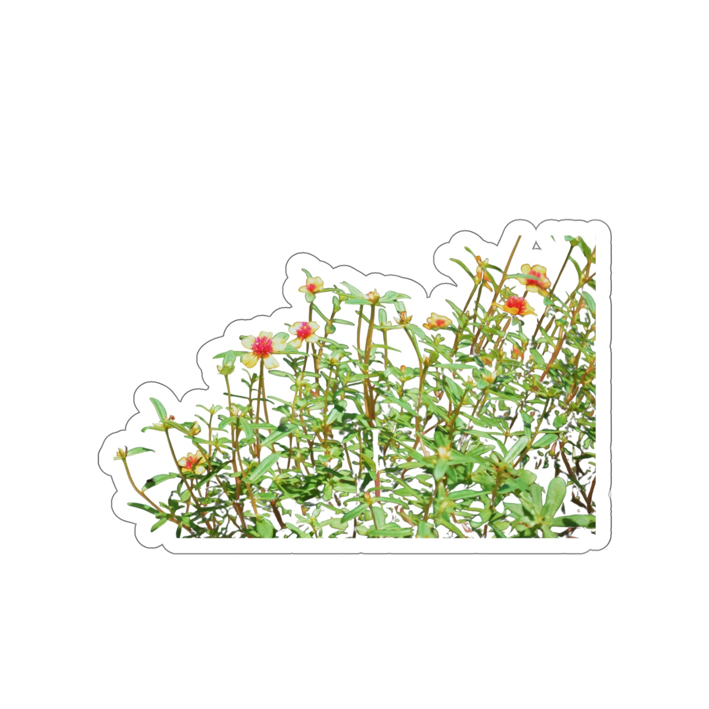 Purslane Stickers