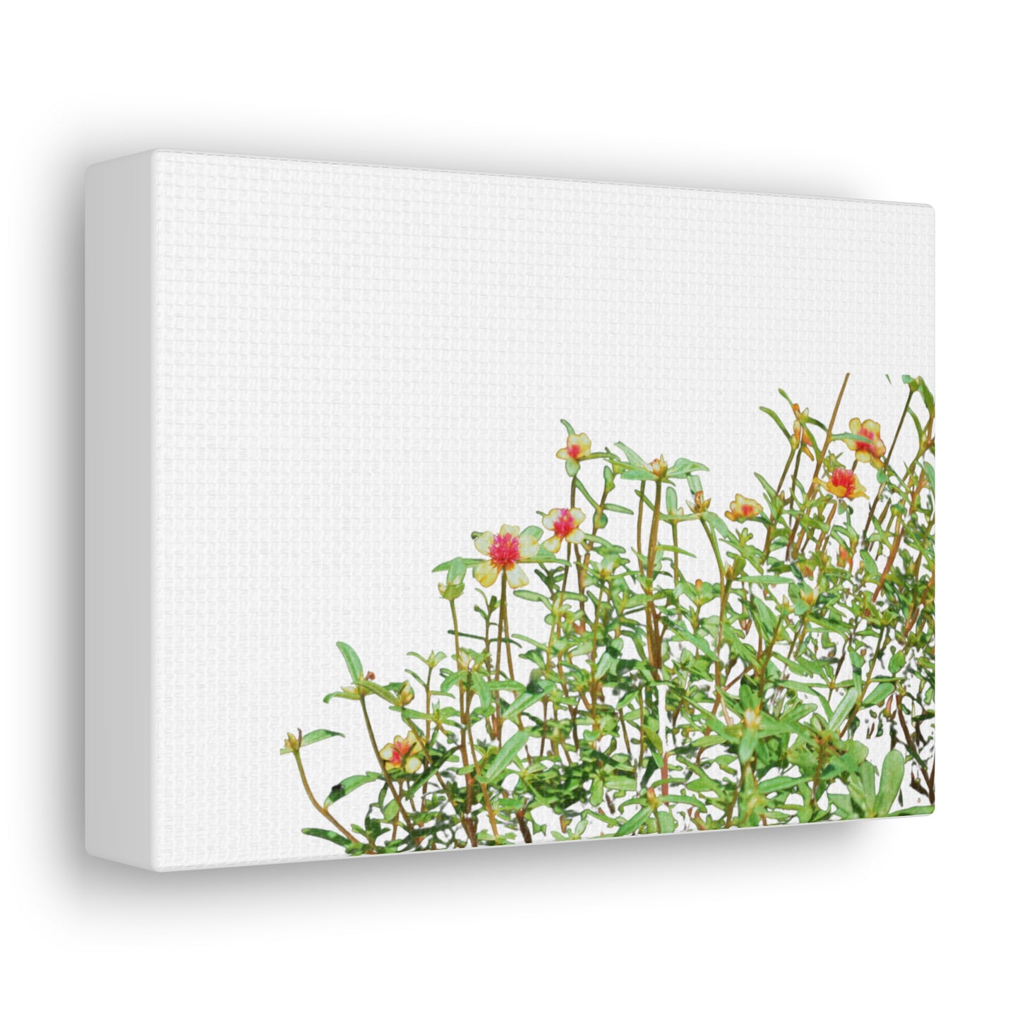 Purslane Canvas Gallery Wraps