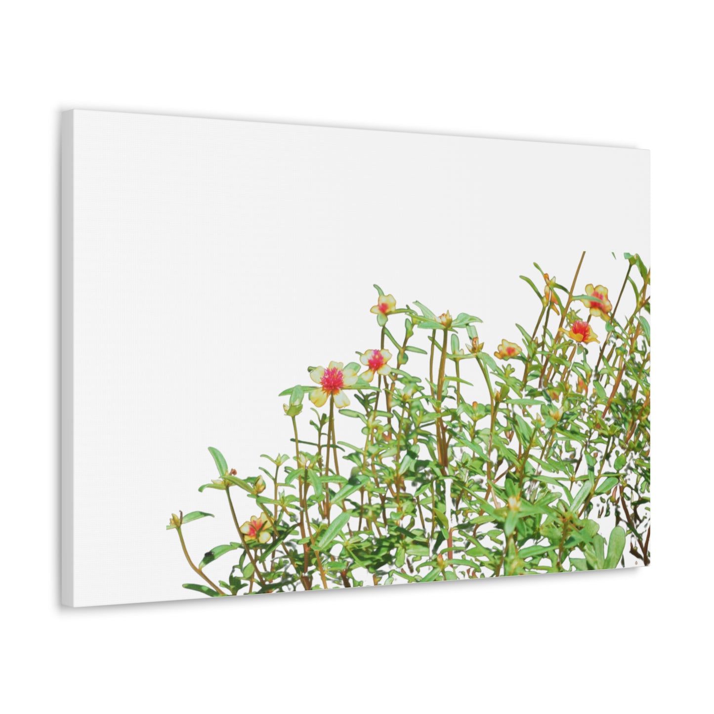 Purslane Canvas Gallery Wraps