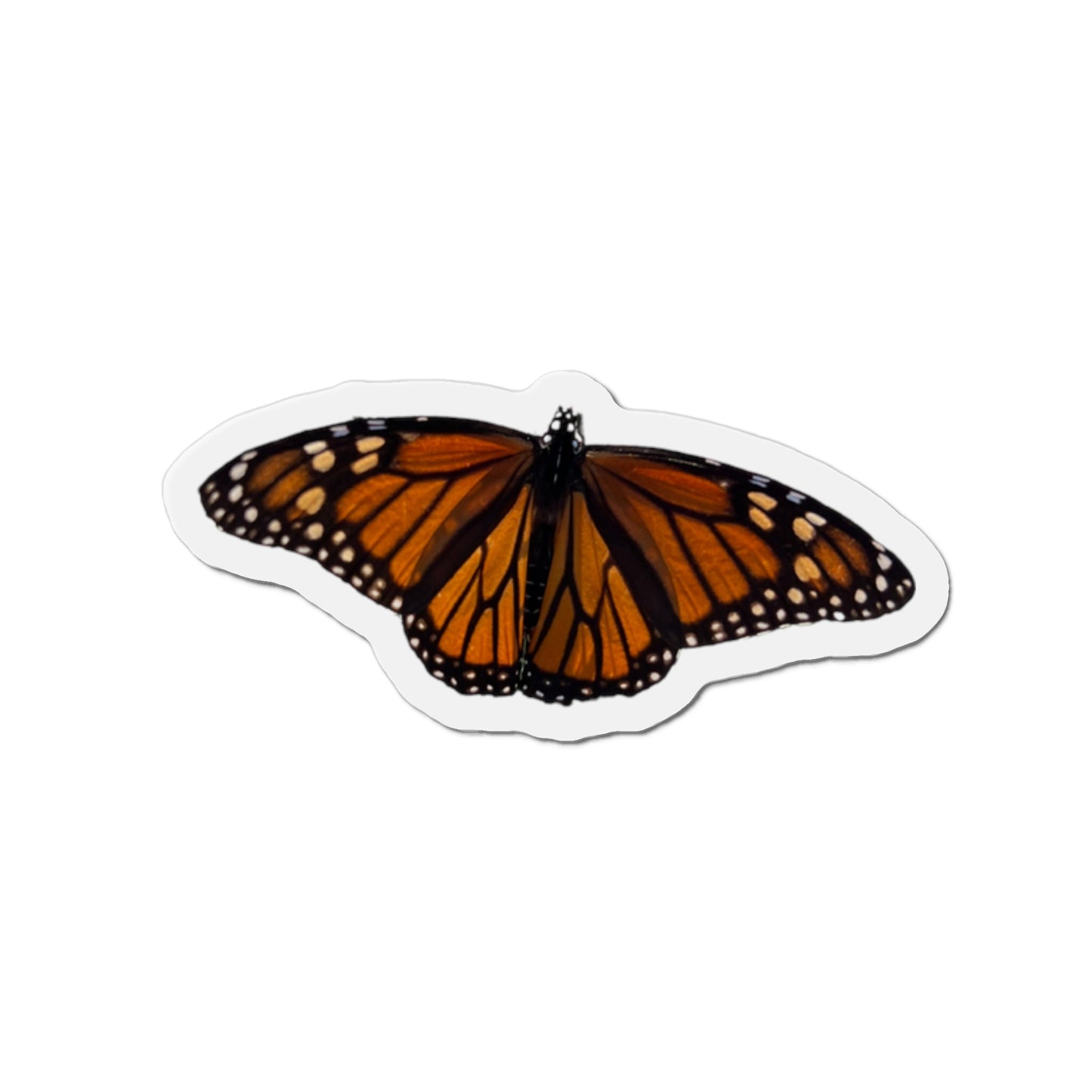 Monarch Magnets